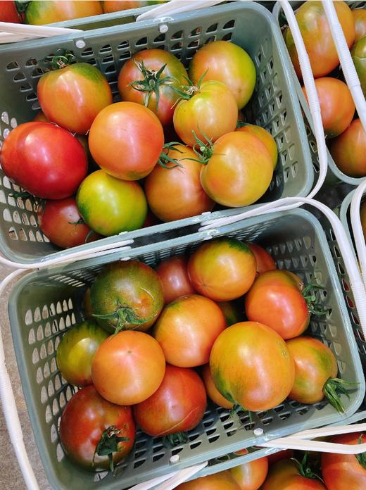 采摘园草莓柿子一筐 商品图1