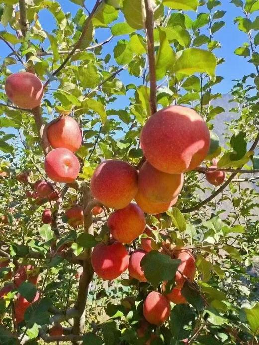 泸定高原糖心苹果天然冰糖心-包邮到家【水果】GZ 商品图1