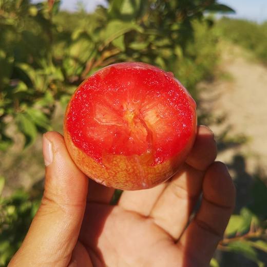 新疆红宝石恐龙蛋18枚礼盒装（单果70g+） 商品图4