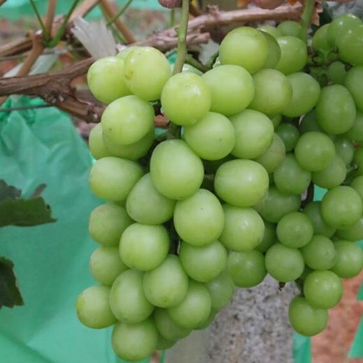 【分仓直发包邮】云南阳光玫瑰2斤家庭装(2~3串)单果6~10g 商品图2