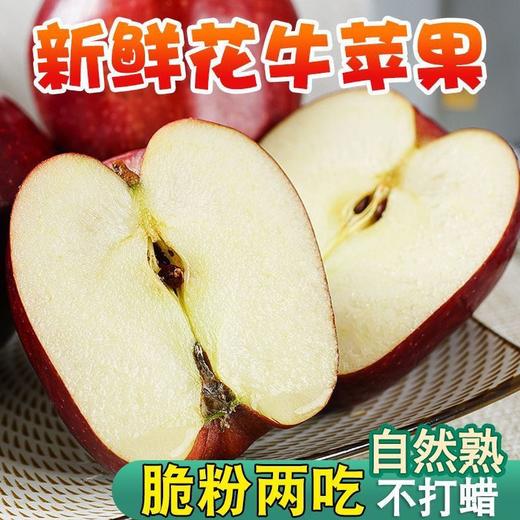【严选】【金新农】【一果两吃】甘肃花牛苹果 初尝脆甜 久放粉糯花牛苹果天水正宗应季水果辅食蛇果小果带箱4.5斤-5斤  （厂家直发） 商品图1