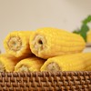 有机黑土地黄糯玉米(8穗)/1.6kg 商品缩略图5