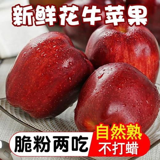 【严选】【金新农】【一果两吃】甘肃花牛苹果 初尝脆甜 久放粉糯花牛苹果天水正宗应季水果辅食蛇果小果带箱4.5斤-5斤  （厂家直发） 商品图0