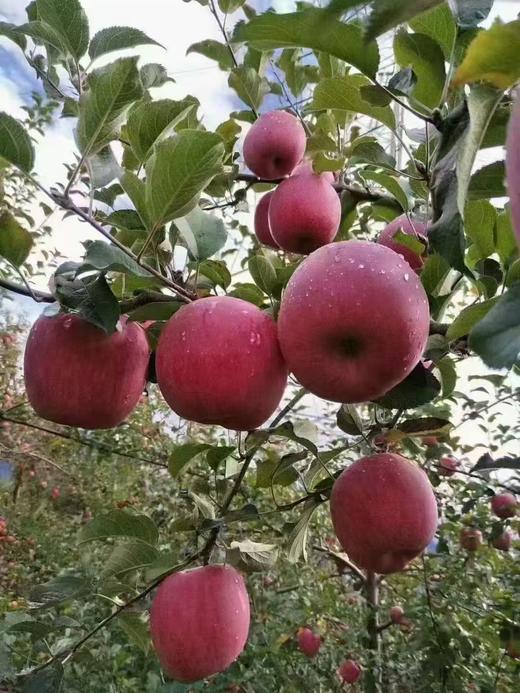 泸定高原糖心苹果天然冰糖心-包邮到家【水果】GZ 商品图2