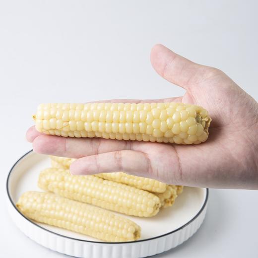 云南高原拇指小玉米/800g 商品图3