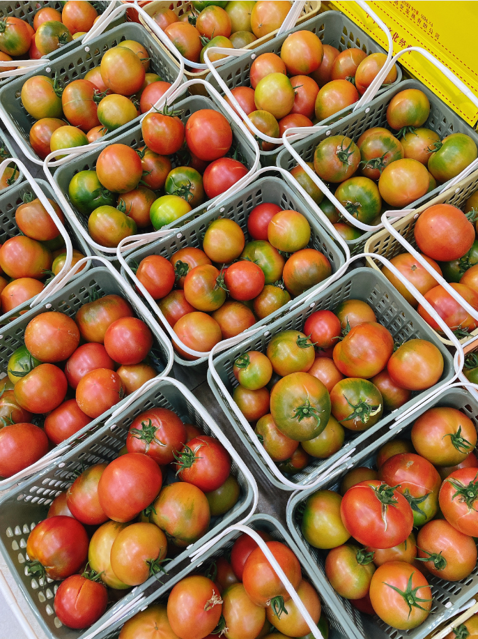 采摘园草莓柿子一筐