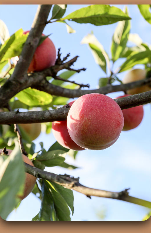 芙蓉李干 258g/包 商品图1