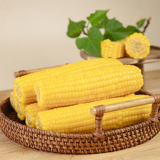 有机黑土地黄糯玉米(8穗)/1.6kg 商品图2
