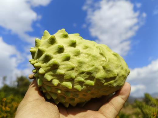 凤梨释迦果 商品图3