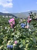云南L25花香蓝莓 商品缩略图4