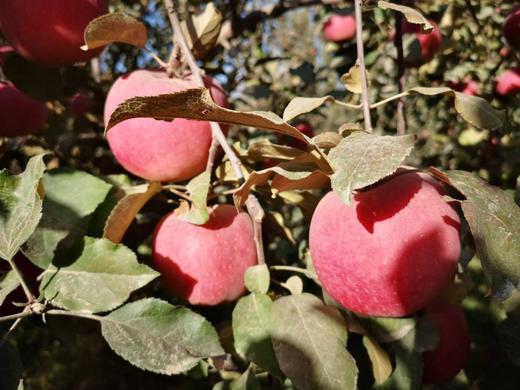 2025年新疆阿克苏冰糖心苹果 商品图5