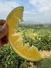 橙诱佳人（赣南脐橙）10【MJ】【包邮到家】 商品缩略图3