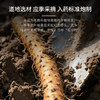 康美山药10g*20袋/盒 河南焦作山药中药饮片独立小包装 商品缩略图1