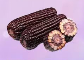 【长春自提】丨25年双11购物节·黑玉米29.9元/支丨下单后门店自提