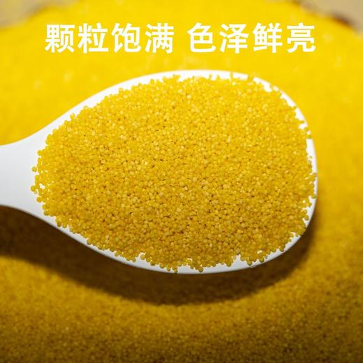 【严选】【金新农】【当季新米 米油厚实】山东沂蒙山黄小米颗粒饱满山地小米5斤装  （厂家直发） 商品图3