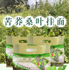苦荞桑叶挂面（袋装）1500g/包【GY】 商品缩略图0