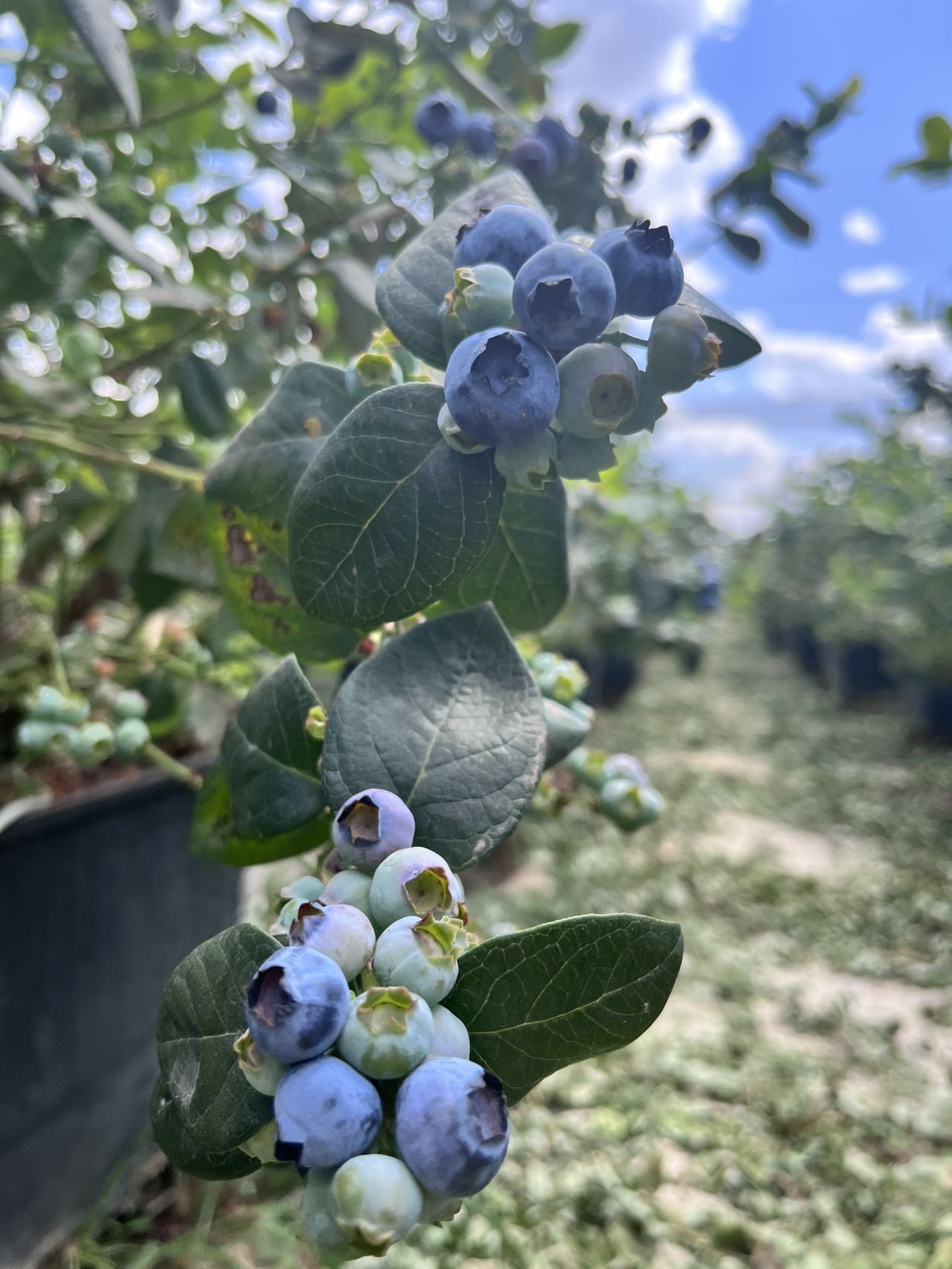 云南L25花香蓝莓