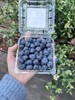 云南L25花香蓝莓 商品缩略图5