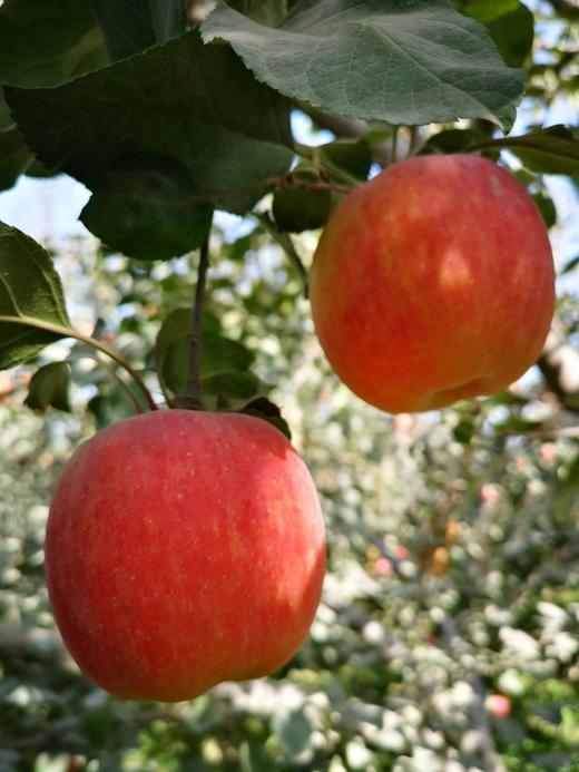 2025年新疆阿克苏冰糖心苹果 商品图3