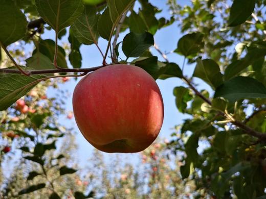 2025年新疆阿克苏冰糖心苹果 商品图6