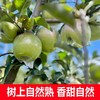【严选】【金新农】【正鲜山东水果】山东脆甜多汁青森苹果3斤装 / 4.5斤装    （厂家直发） 商品缩略图1