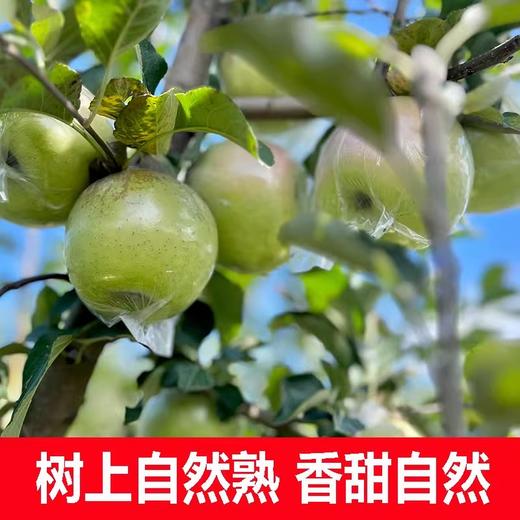 【严选】【金新农】【正鲜山东水果】山东脆甜多汁青森苹果3斤装 / 4.5斤装    （厂家直发） 商品图1