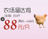 【哈尔滨发货+10元】丨25年双11购物节·农场溜达鸡（母鸡）约3斤88元/只丨下单后陆续排单发货 商品缩略图0