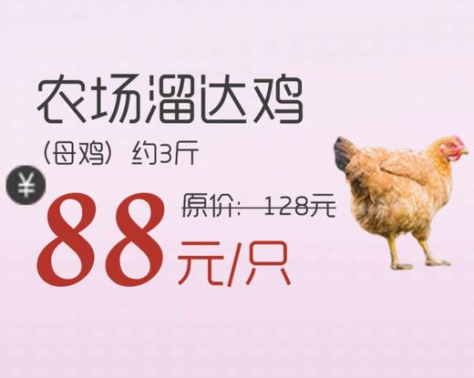 【哈尔滨发货+10元】丨25年双11购物节·农场溜达鸡（母鸡）约3斤88元/只丨下单后陆续排单发货 商品图0
