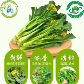【快递】连州菜心 名优产品 现摘现发