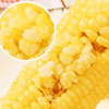 阗宝 糯玉米 10个/箱 真空包装香糯可口 商品缩略图2