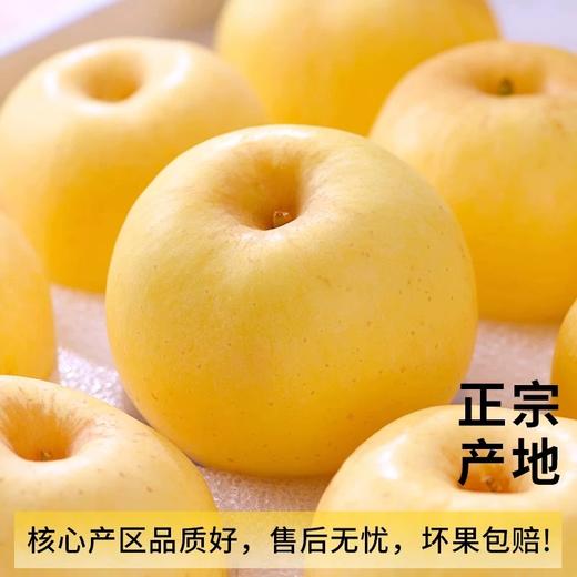 【严选】【金新农】【正鲜山东水果】山东皮薄肉厚鲜嫩香甜奶油富士苹果4.5斤 / 8.5斤   （厂家直发） 商品图0