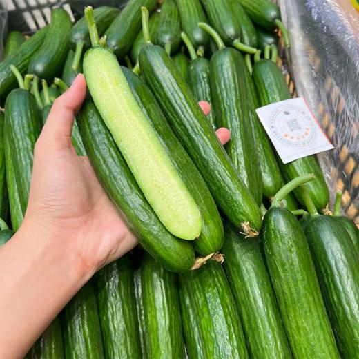 小黄瓜 清香脆甜 嘎嘣脆 商品图2