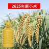 【严选】【金新农】【当季新米 米油厚实】山东沂蒙山黄小米颗粒饱满山地小米5斤装  （厂家直发） 商品缩略图1