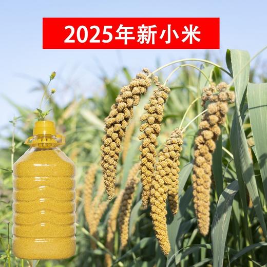 【严选】【金新农】【当季新米 米油厚实】山东沂蒙山黄小米颗粒饱满山地小米5斤装  （厂家直发） 商品图1