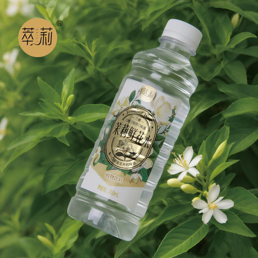 萃莉茉莉花水广西横县茉莉鲜花水0糖0添加 商品图8