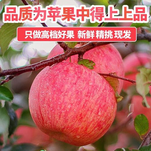 【严选】【金新农】【正鲜山东水果】山东红富士苹果  脆甜多汁 现摘现发 新鲜直 达山东红富士整箱4.5斤装 / 8.5斤装（厂家直发） 商品图2