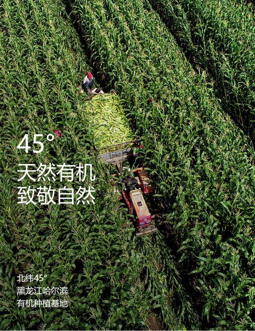 白糯996(有机白糯米)(250g*10支/盒)【GY】 商品图2
