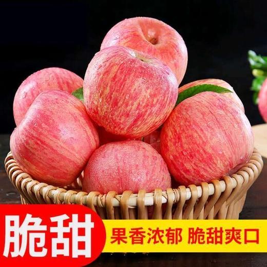 【严选】【金新农】【正鲜山东水果】山东红富士苹果  脆甜多汁 现摘现发 新鲜直 达山东红富士整箱4.5斤装 / 8.5斤装（厂家直发） 商品图3