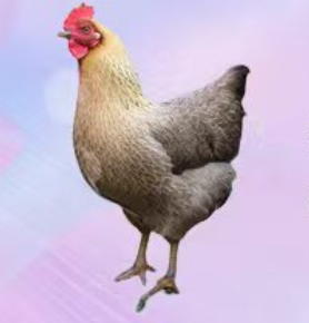 【长春自提】丨25年双11购物节笨公鸡或母鸡99元/只（剁好）丨下单后门店自提