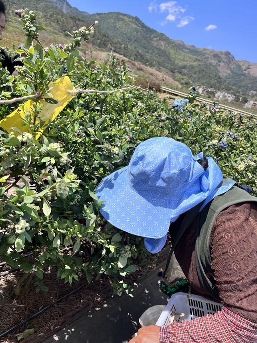 云南L25花香蓝莓 商品图3