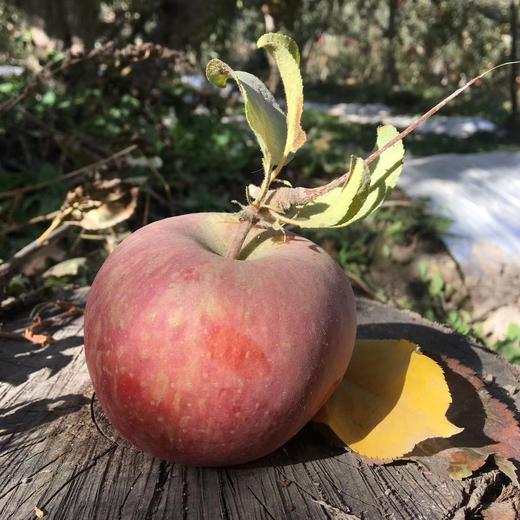 2025年新疆阿克苏冰糖心苹果 商品图0