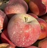 2025年新疆阿克苏冰糖心苹果 商品缩略图1