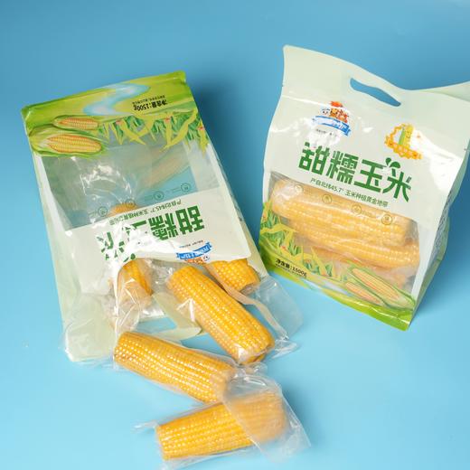 兴安盟甜糯玉米 源在兴安草原红城 商品图0