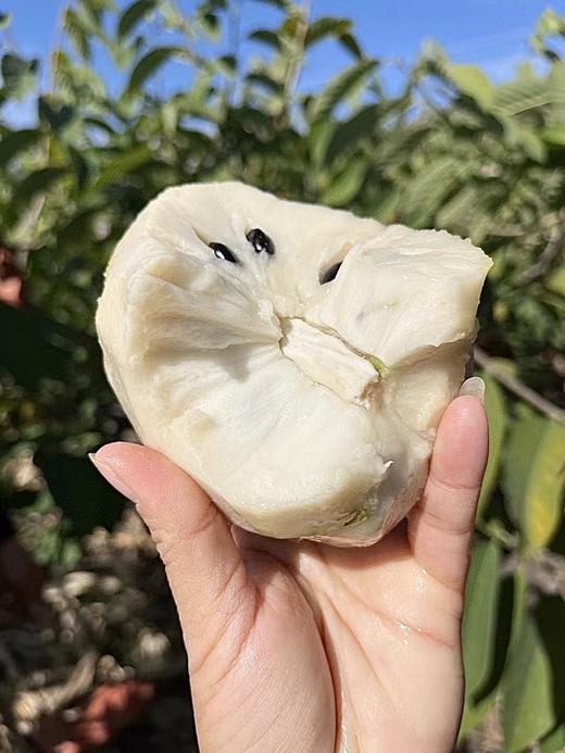 凤梨释迦果 商品图4