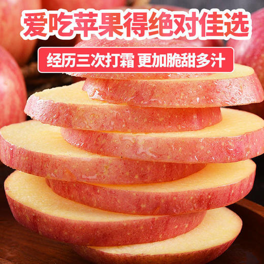 【严选】【金新农】【正鲜山东水果】山东红富士苹果  脆甜多汁 现摘现发 新鲜直 达山东红富士整箱4.5斤装 / 8.5斤装（厂家直发） 商品图1