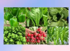 【长春自提】丨25年双11购物节·赞字村时蔬6.8元/份（2盒叶菜门店随机）丨下单后门店字体