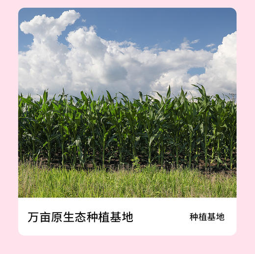 晋糯20(有机黑糯米)(250g*10支/盒)【GY】 商品图4