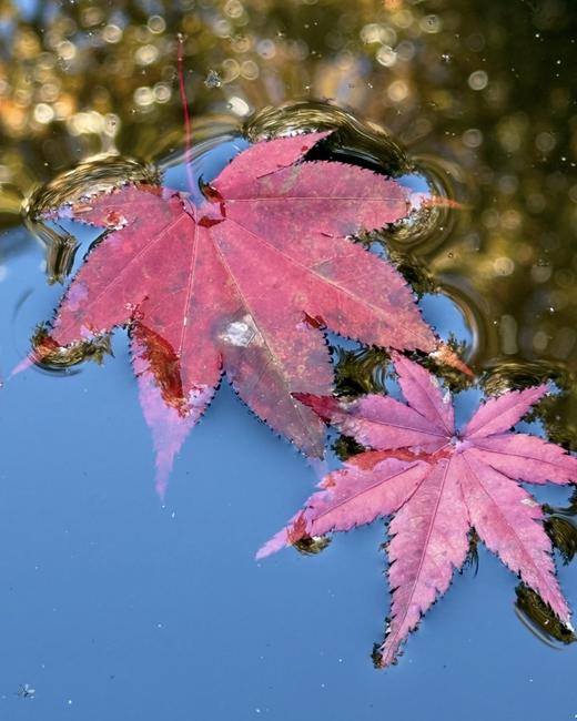 BAM“见山”11月28日-12月2日｜日本熊野古道红叶季5天4晚中边路 商品图6