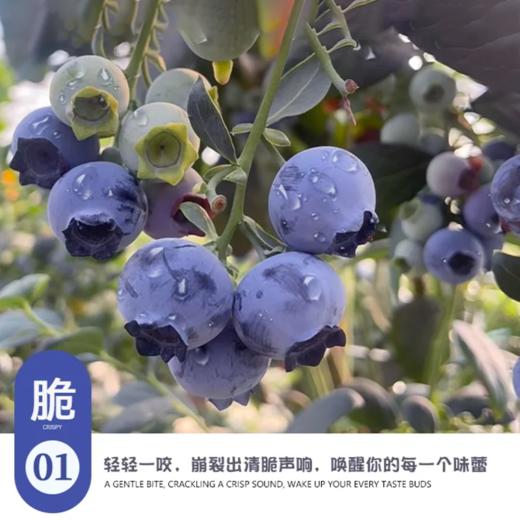 【云南花香蓝莓】花香蓝莓脆甜可口，自然成熟营养超丰富！100g/杯*5 礼盒款！ 商品图1
