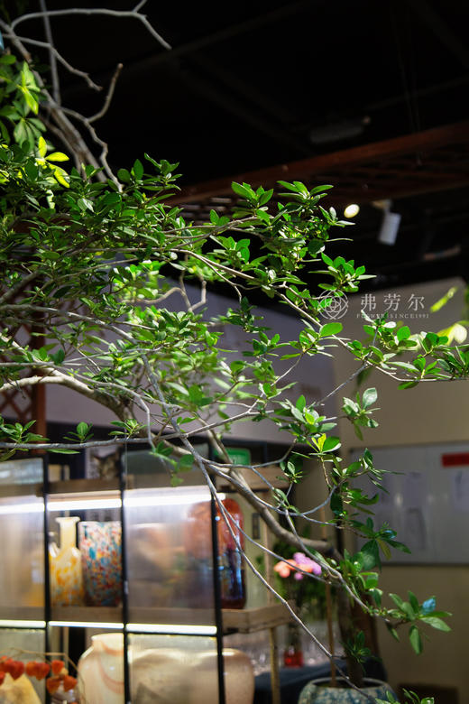 海岛栀子花 商品图1